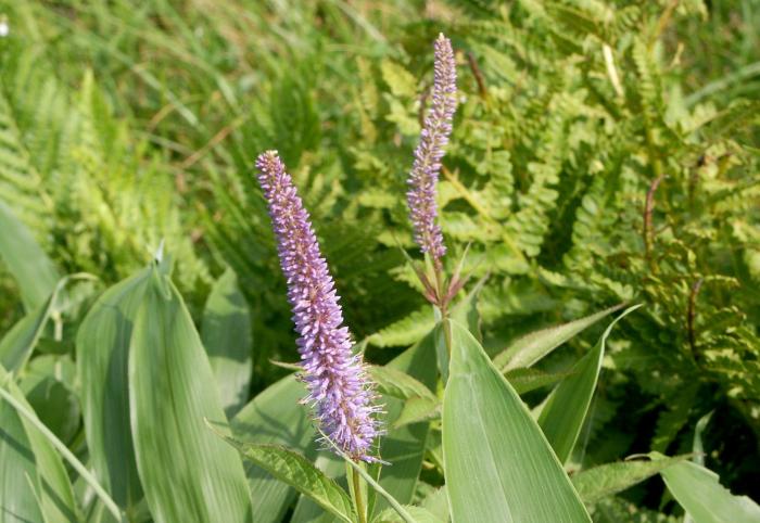 �u�N�K�C�\�E�v�i�S�}�m�n�O�T�ȁj