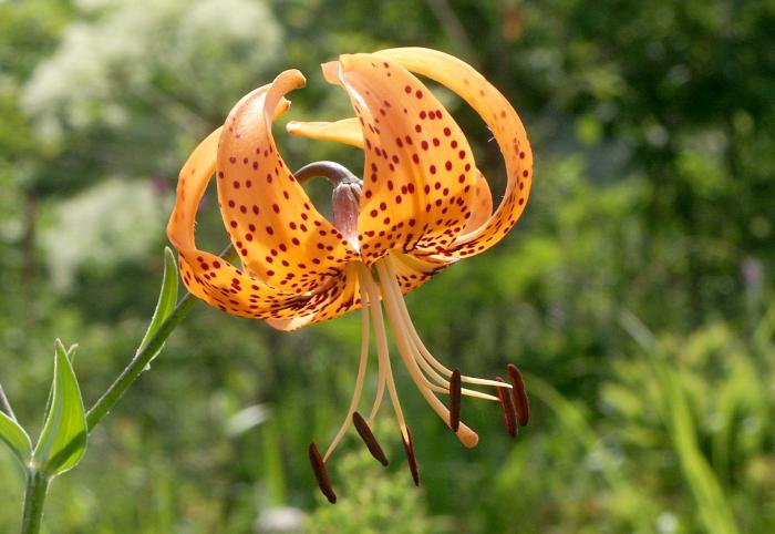 �R�I�j�����i�����ȁj