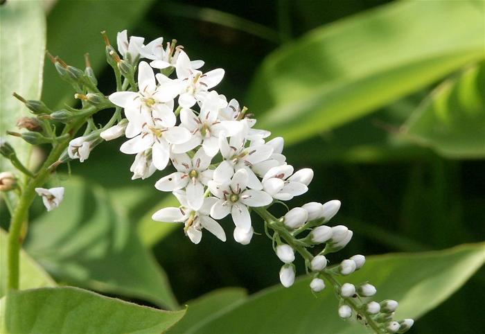 �I�J�g���m�I�i�T�N���\�E�ȁj