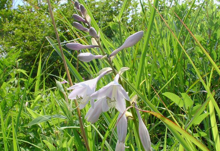 �I�I�o�M�{�V�i�����ȁj