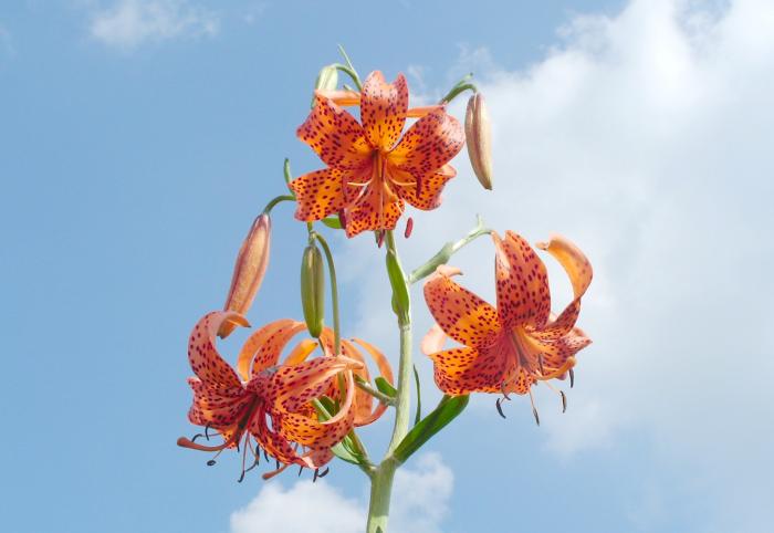 �W�]���ǂ��A�����̍��R�A���Ɍb�܂ꂽ�厩�R�𖞋i�ł��܂����B�������L��������܂����B