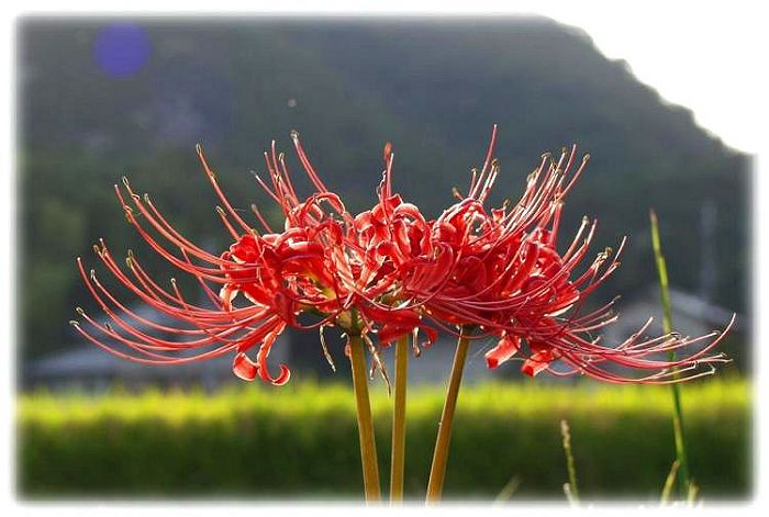 ���n�ԋ߂̓c�����o�b�N�ɁE�E�E