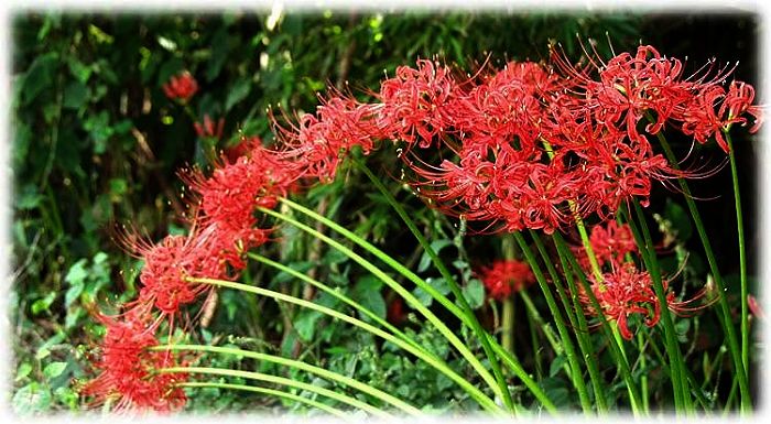 �A�[�`��̔ފ݉Ԃ���ۓI�ł����B�@����̓p�m���}���ɁE�E�E�E