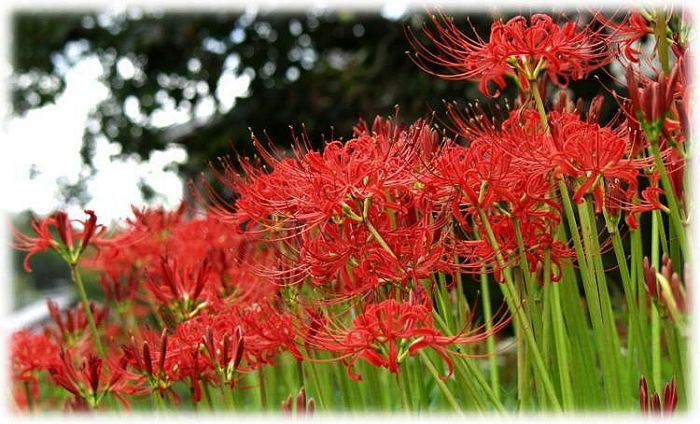 �ފ݉Ԃ̑@�ׂȉԕق̓f�B�W�^���J�����ł�(-_-;)