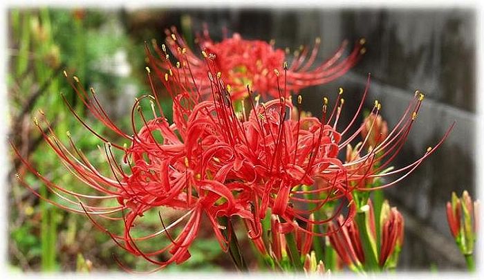 �N���[�Y�A�b�v�ŁE�E�E�E�摜���k�ő@�ׂȂ����ׁH�����܂�Ȃ�(-_-;)