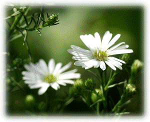 ���΂炭���҂��������I(GIF Aniation 260kb)