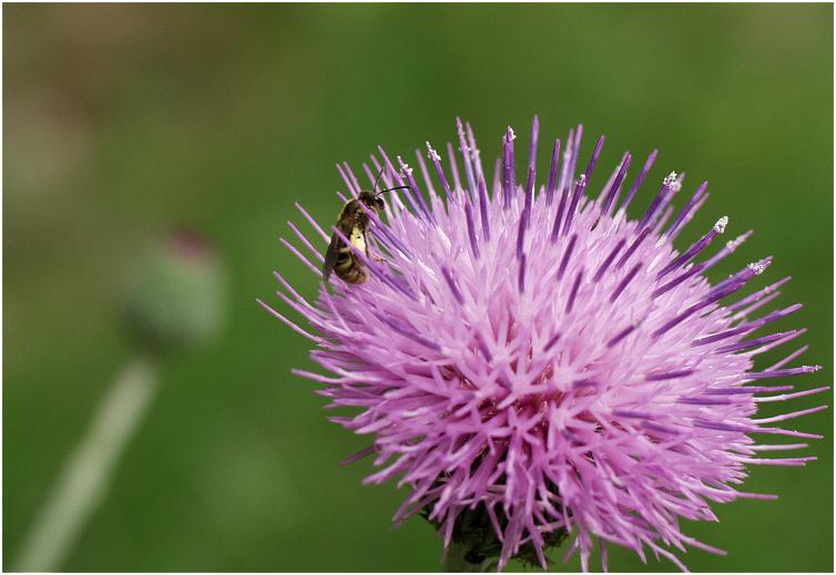 �A�U�~�̉Ԃɏ��I���E�E�E�E�E