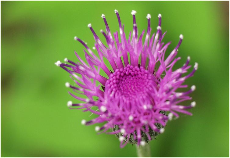 �R���ɑ�R�炢�Ă����u�A�U�~�v�y�������@�t���ŁE�E�E�E