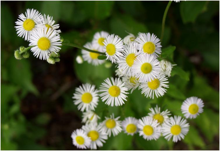 �U�����̃A�`���R�`���ɍ炢�Ă��܂����B�茳�̖쑐�}�ӂɂ��ƊO���n�̉ԂŁu�q���W�����v�ƌ��������ł��B