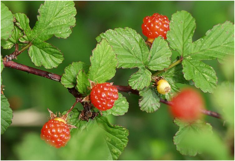 �U���������؂鏬��̋��̂����ƂɁA�Ԃ������E�E�E�E�ߊ��Ɖ��Ɓu��C�`�S�v�ł����I(@_@)