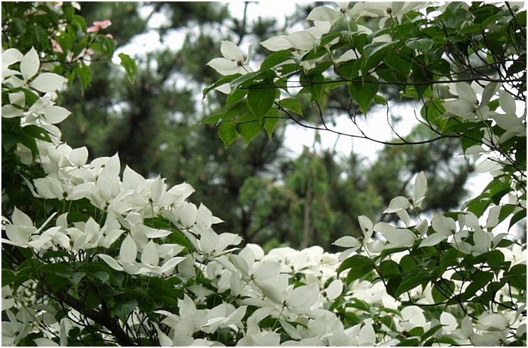 �����A�������߂��Ă��܂����A�������ɍ炢�Ă���̂����J�Ԃ��x���悤�ł��ˁI