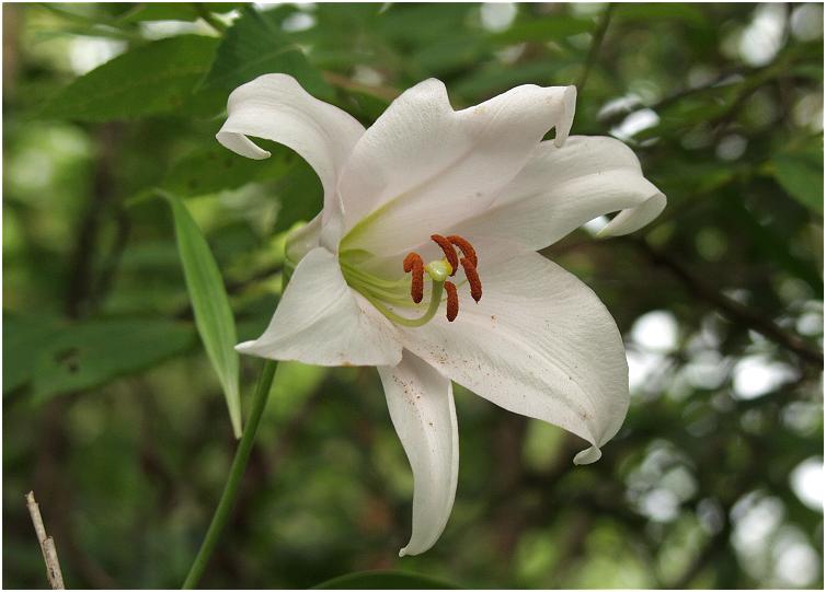 �G�ؗт̒��ɂЂ�����ƍ炢�Ă��邢�܂����B���ʕs���ōi��S�J�̎B�e�ł�