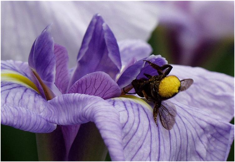 �Y��ȉԂɂ͕K���������E�E�E�E�������������̂ł��傤���E�E�E