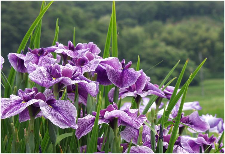 �l�̎�ŁA�����܂ł���铡�邳��Ɍh���I