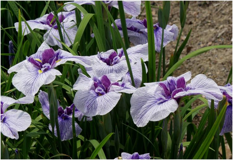 ����ꂪ�s���͂��Ă��āA�ό��Ҋ��������ԁX���Y��I