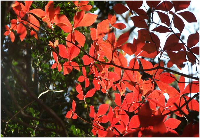  �������L��������܂����I�@koyou_16.jpg�@