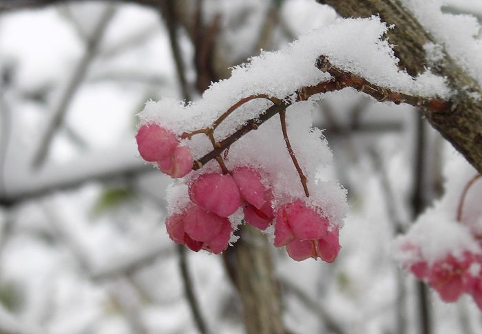 �߂��Ɂu�}���~�v�̃s���N�̎����E�E�E�E