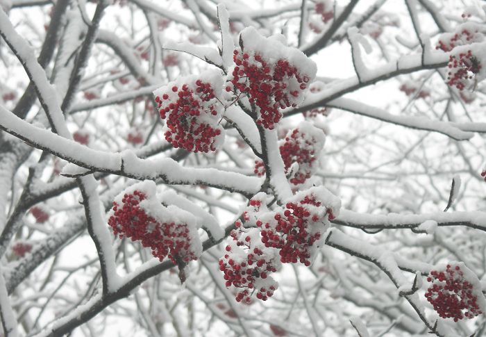 �ڑO�ɐ�ɕ���ꂽ�i�i�J�}�h�̐Ԃ�������ۓI�ł����B