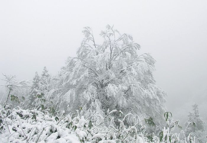 �Ⴊ�~��Ȃ�������A�����̗��t�����؂ł��傤���ˁI