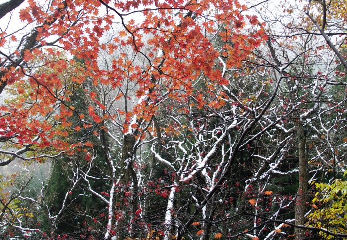 �ő��Ɍ���Ȃ��A�g�t�Ǝ��X�ł��B