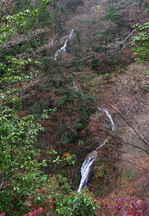 ���̂���Ƃ������Ă���悤�ł��B�㕔�͊m���Ɂu���v�̎��ł��ˁI