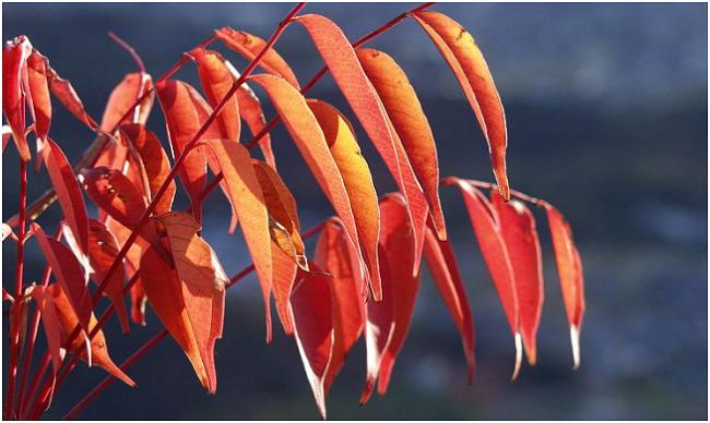 �d���A���v�X�̂����鏊�ł��ڂɂ�����܂�