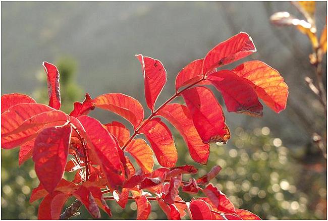 �R���u�n�[�v�̍g�t