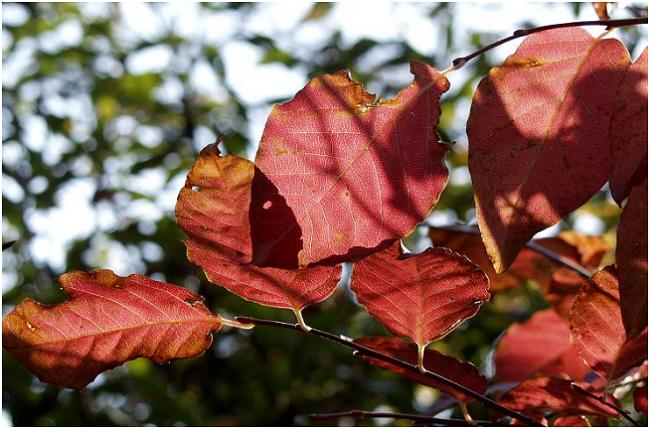 �o�R���A��|����̍��̍g�t�𑾗z��w�ɂ��ā@