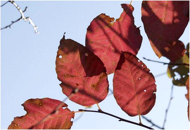 �����Č�����͗l���������܂��@