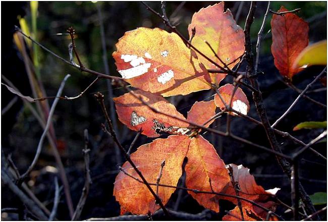 ���������Ƃ����G�ؗтŌ����A�ؘR����ɉf����u�΂ׁv�̍g�t�@