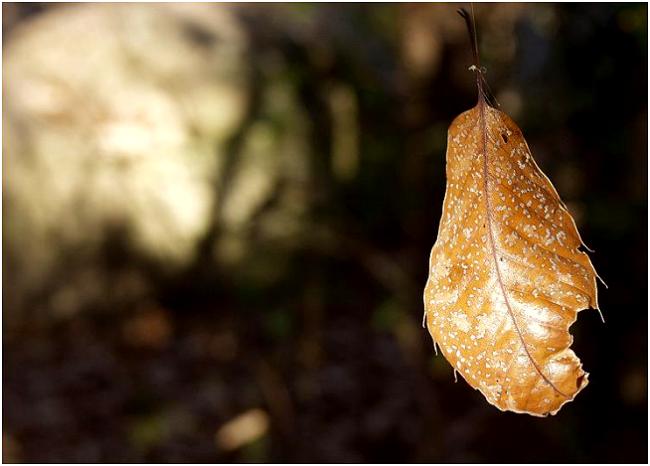 �G�ؗт̒��Ō����A�w偂̎��ɂԂ牺�����ꖇ�̌͗t