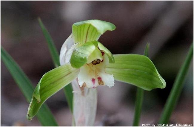 �o�R���������O�ꂽ���ɍ炢�Ă��܂����IPhoto By 2003.04.14