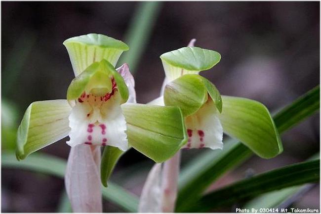 �̂́A���\�ڂɕt���܂������ŋ߂͂��܂茩�����Ȃ��Ȃ����悤�ł�(-_-;)�@Photo By 2003.04.14