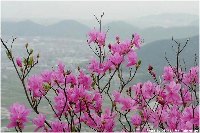 ���N�A�t��ɂ͎R�S�̂��c�c�W�ɕ����܂��I�@Photo By 2003.04.14