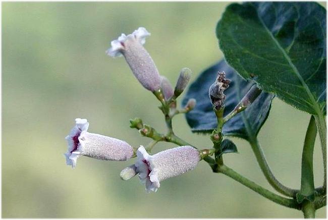 �K�i�o�R���ɍ炢�Ă����B�A���u�Ă̖쑐�v���q�ɂ��Ɓu�w�N�\�J�Y���v�Ƃ��E�E�E