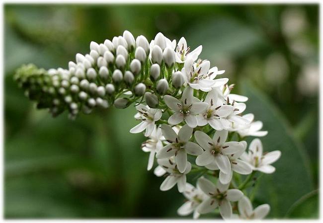 ���N�O�ɏb���o�R���Ō������Ԃł�