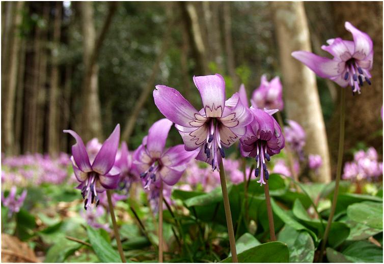 �G�ؗт̒��ɉ��ȉԁX���E�E�E�E