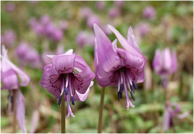 �ԕق�����Ԃ��Ă���̂��E�E�E�E