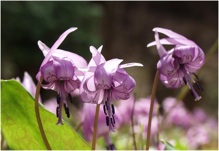 �ؘR����𗁂тāE�E�E�E�������L��������܂����B�a�a�r�ɂ����z������������Ί������ł����E�E�E�E�E�Ehase