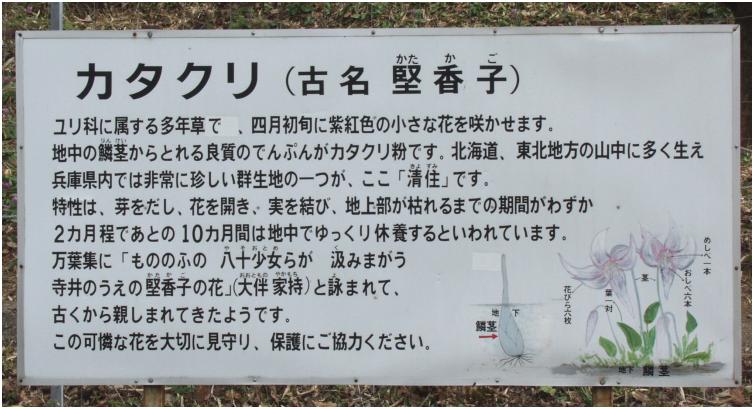 �J�^�N���̉���Ŕ�