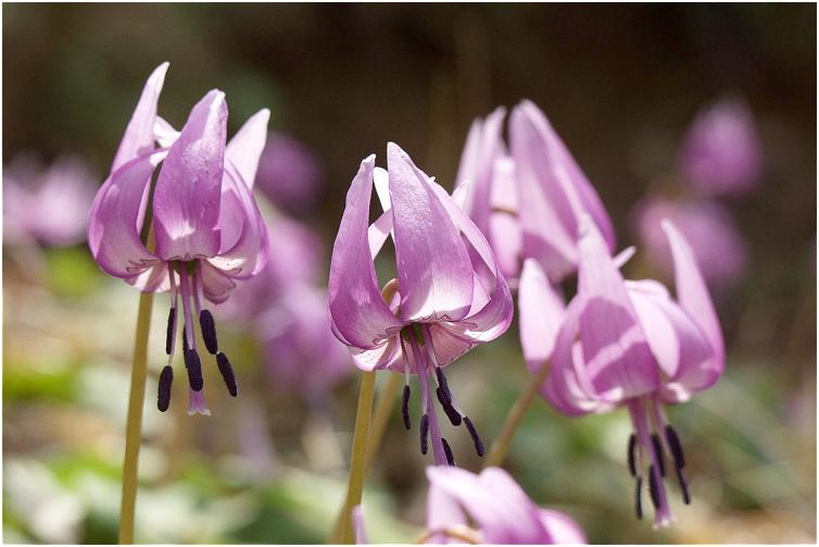 ��ʑ̂��ǂ��̂Ńt�@�C���_�[��`���Ă���̂��y�����ł��ˁI�i�΁j