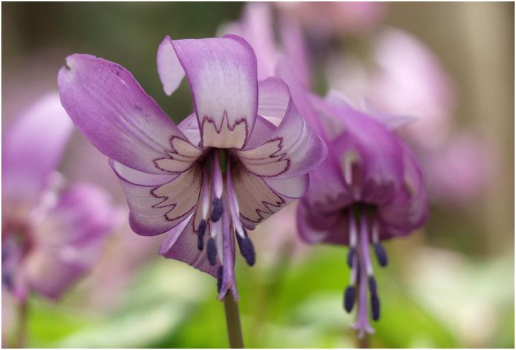 �ԕقɂ���͗l���Y��ł��ˁI