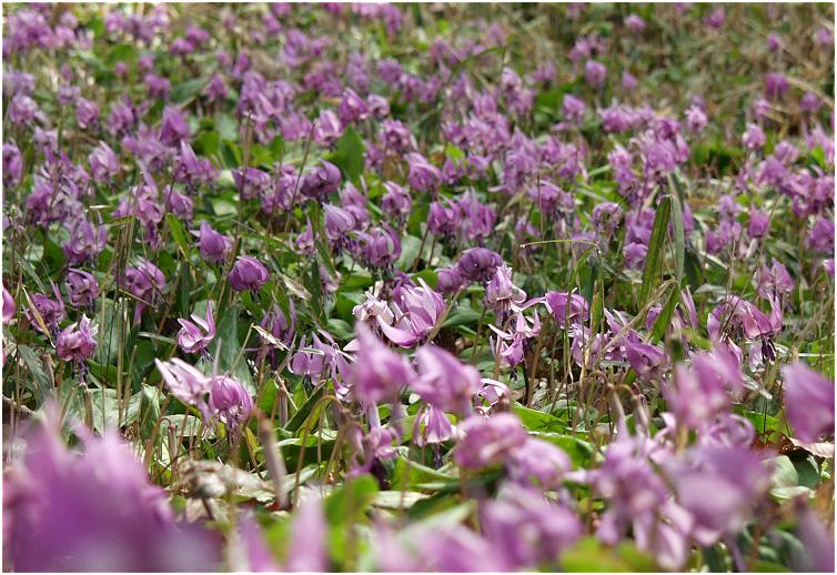 ���n�ɓ����A����Ȃɑ�R�Q�����Ă���Ƃ́E�E�E(@_@)