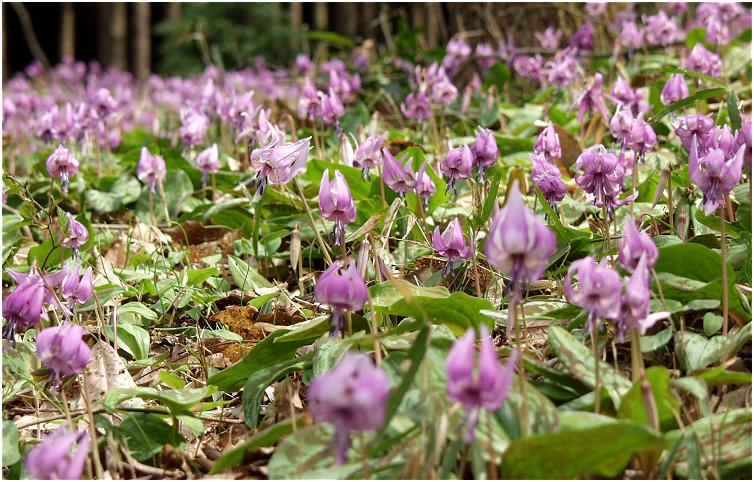 �G�ؗт̒��ɌQ�����Ă���u�J�^�N���̉ԁv