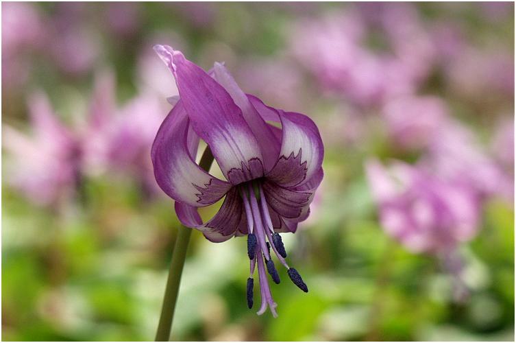 �y���������ō��ɁE�E�E�E�d�|�P�O�͂S�{�̂��߂ɁA�������E�E�E�E(-_-;)