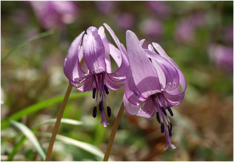 �y�������{Macro�ŁE�E�E�E