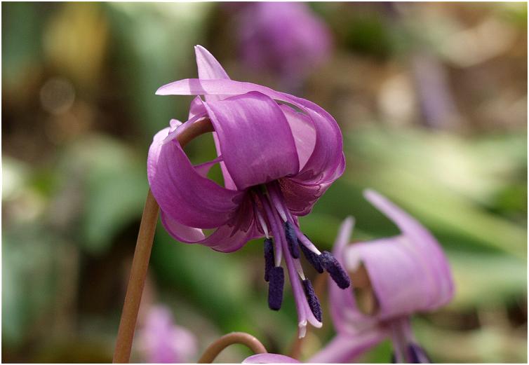 �ԕق�����F�̉Ԃ��E�E�E�E