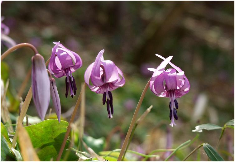 �B�e�͒n�ʂɐQ�]��ŁE�E�E�E