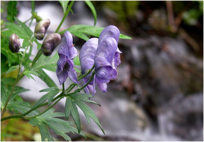 �k�������Ō��������u�z�\�o�g���J�u�g�i�L���|�E�Q�ȁj�v