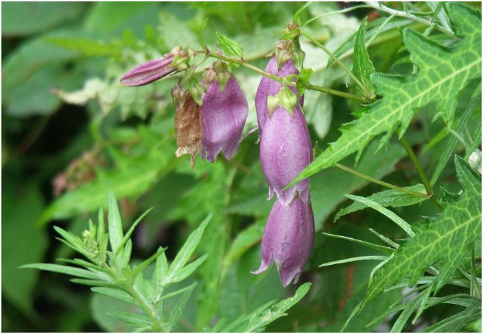 �z�^���u�N���i�L�L���E�ȁj